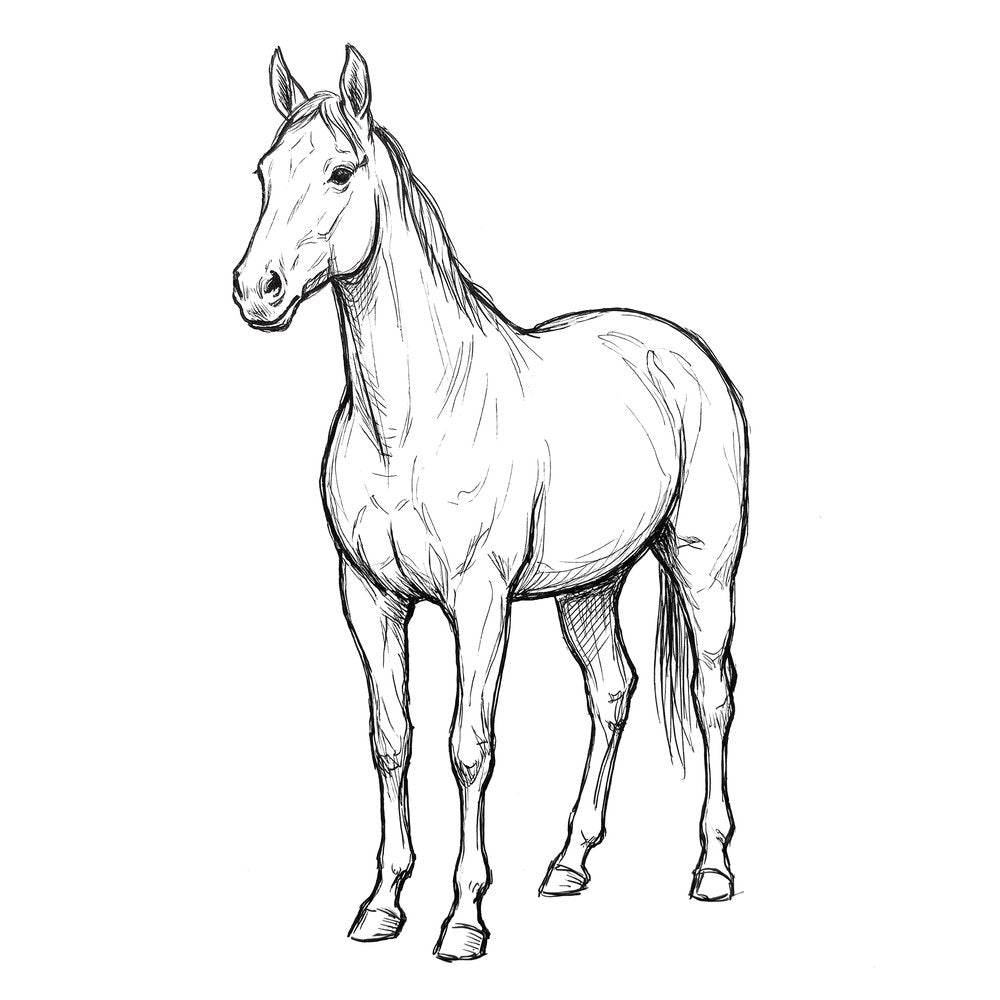 Illustration av häst
