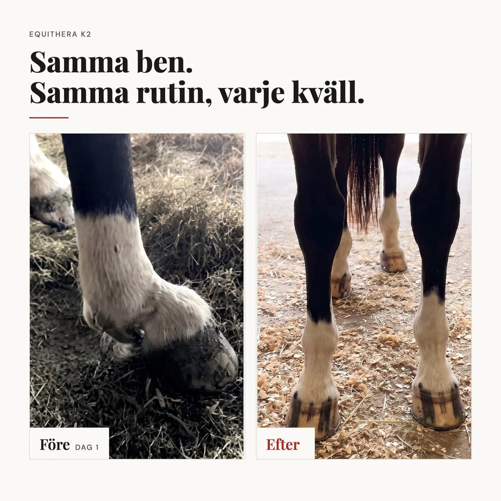 Samma ben, samma rutin varje kväll